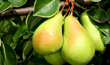 Armutun İbadete İhtiyacı Yok!