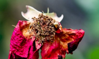 Çiçeklerin Solmasın Da...