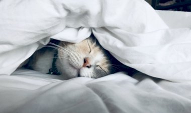 Uyuma Gönül, Uyuma!