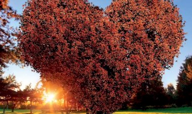 Ne Oldu Bu Senin Gönlüne  N’oldu?