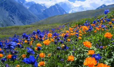 Yüzünü Görmeden, Bir  Güzel Sevdim…