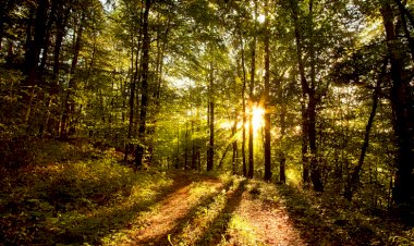 Bir Güzele Kandı Gönül