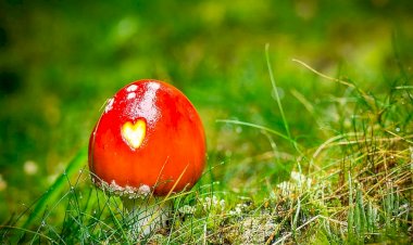 Hanımımsın, Kölem Değil!