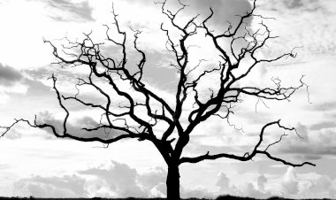 İpsiz Ve Mezhepsiz!