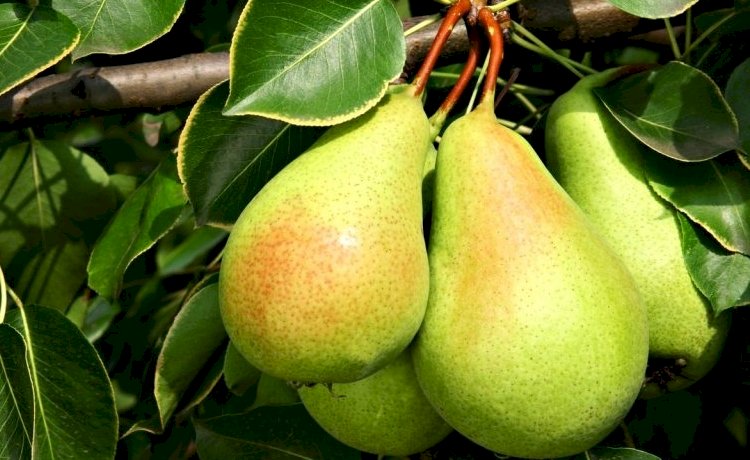 Armutun İbadete İhtiyacı Yok!