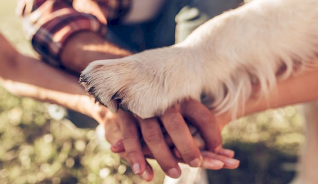 İnsan Yapar, Hayvan Yıkar...