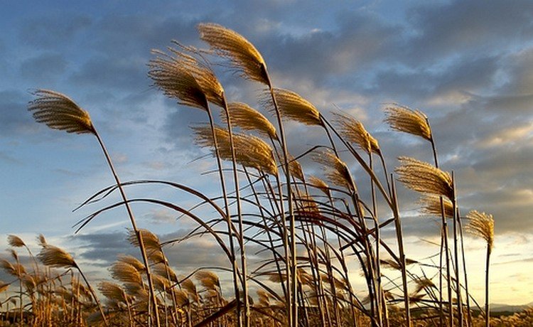 Bir Rüzgara Düştü Şu Garip Gönlüm