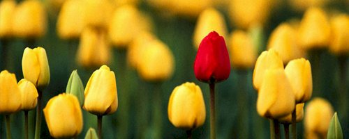 Sadıklarla Beraber Ol...