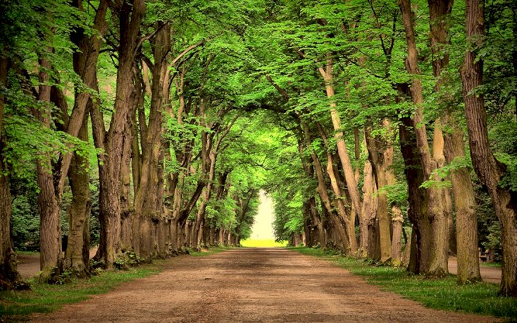 Acelen Ne Viran Gönül?