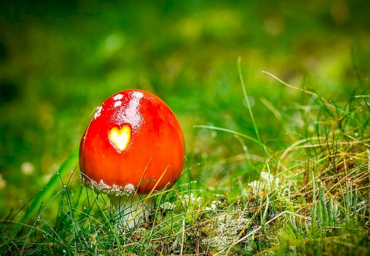 Hanımımsın, Kölem Değil!