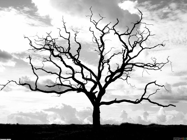 İpsiz Ve Mezhepsiz!