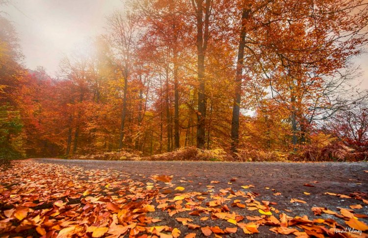 Kim, Ne Diyebilir Ki?